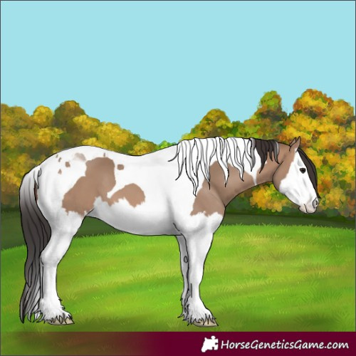 Horse Color:Brown Dun Splash Tobiano 