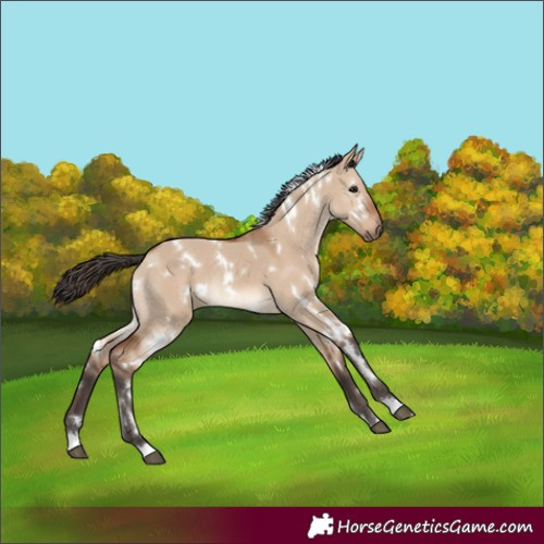 Horse Color:White Spotted Bay Dun 
