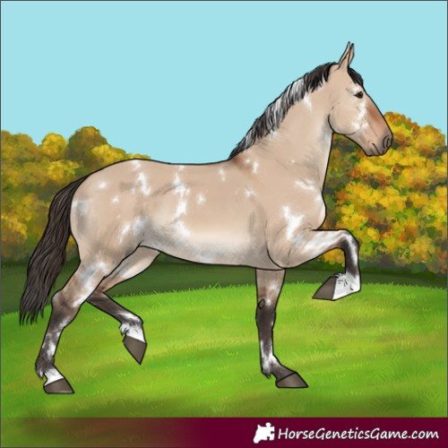 Horse Color:White Spotted Bay Dun 