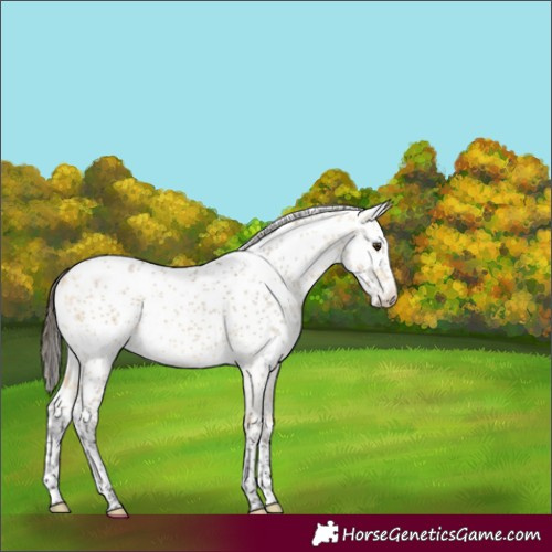 Horse Color:White Spotted Buckskin Dun Sabino Rabicano 