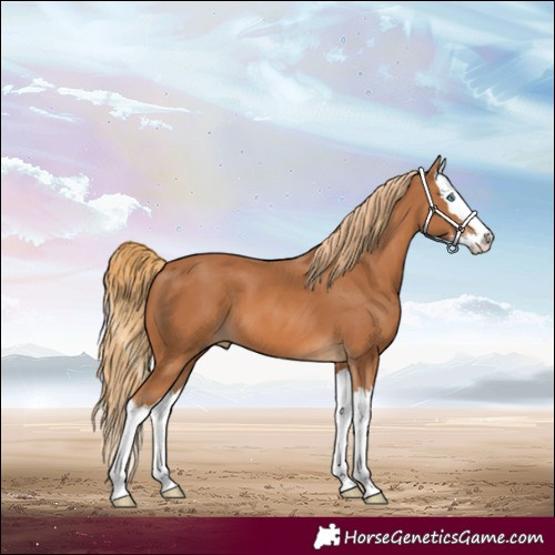 Horse Color:Chestnut Splash 