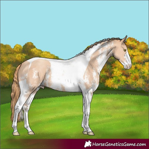 Horse Color:Gold Champagne Sabino Tobiano