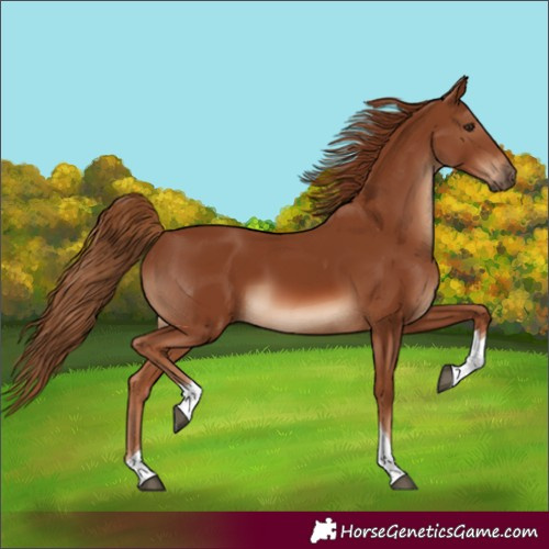 Horse Color:Unknown 