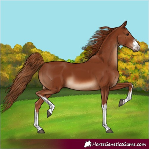 Horse Color:Unknown 