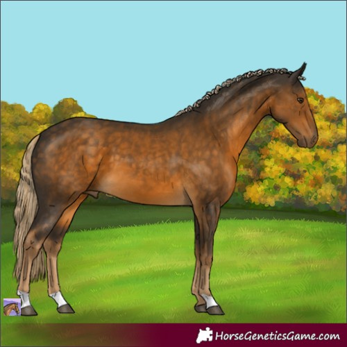 Horse Color:Chocolate Palomino 