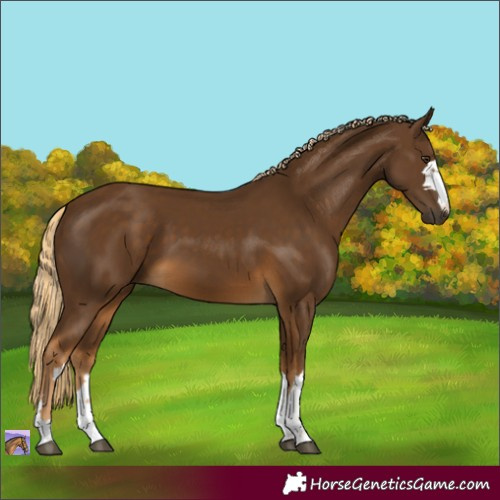 Horse Color:Chocolate Palomino 