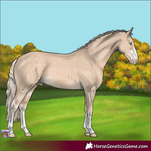 Horse Color:Cremello 