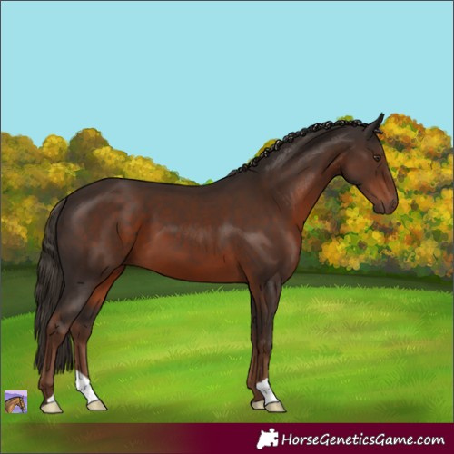 Horse Color:Liver Chestnut 
