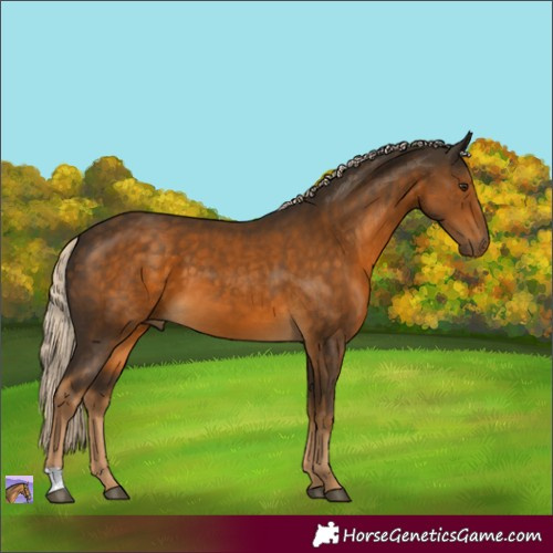 Horse Color:Chocolate Palomino 