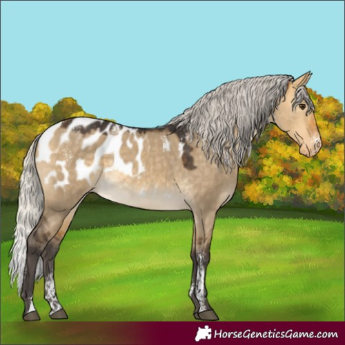 Horse Color:Powder White Silver Buckskin Dun Appaloosa Rabicano