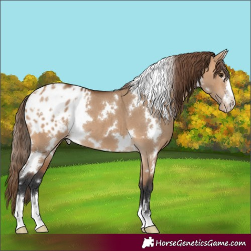 Horse Color:White Spotted Bay Dun Appaloosa 