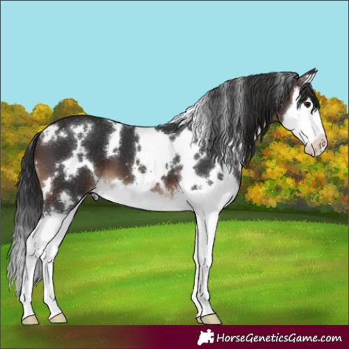 Horse Color:White Spotted Brown Splash 