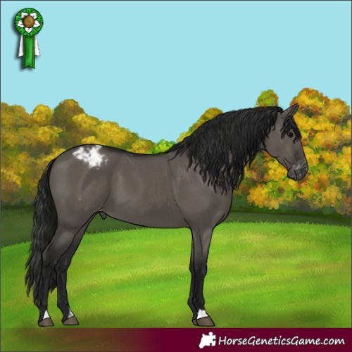 Horse Color:Gray Smoky Grullo Appaloosa 