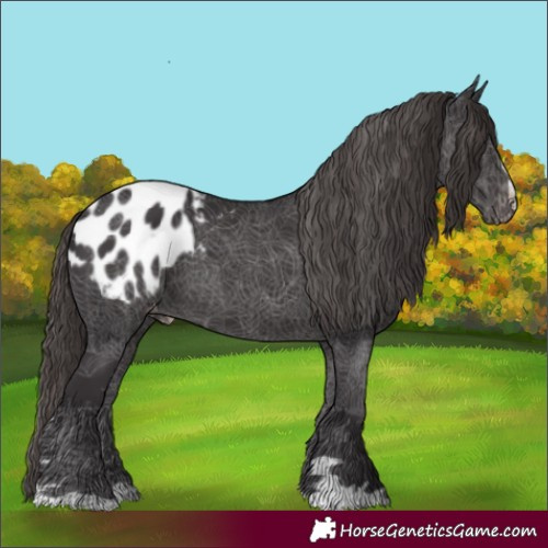 Horse Color:Smoky Black Appaloosa 