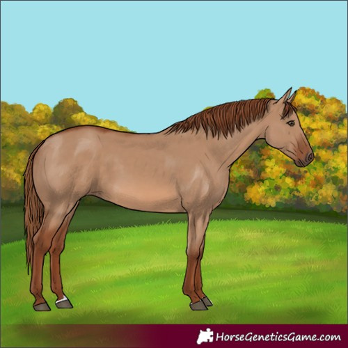 Horse Color:Red Dun Rabicano 