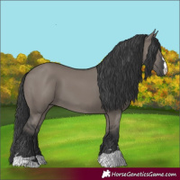 Horse Color:Grullo 