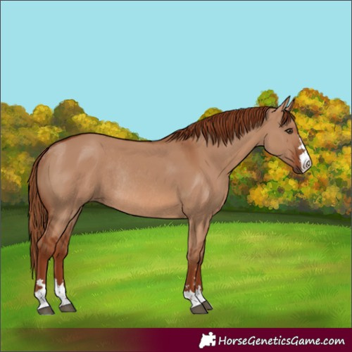 Horse Color:Red Dun Rabicano 
