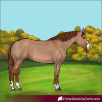 Horse Color:Red Dun Rabicano 