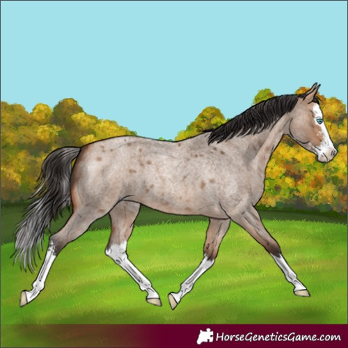 Horse Color:Bay Roan Dun Sabino Splash 