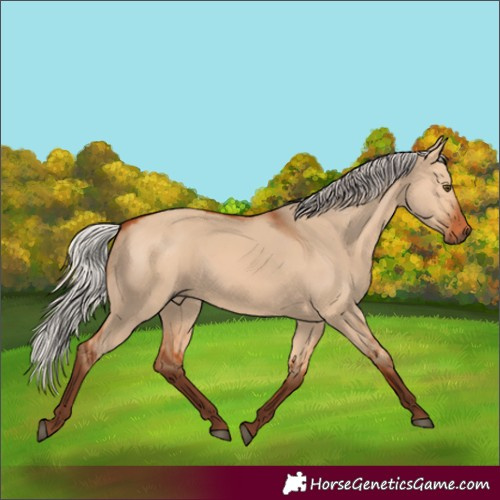 Horse Color:Silver Bay Dun Rabicano 