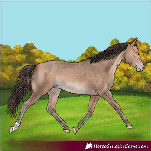 Horse Color:Amber Champagne 
