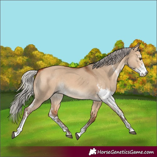 Horse Color:Silver Bay Dun Sabino Rabicano