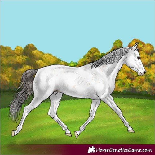 Horse Color:Bay Dun Sabino 