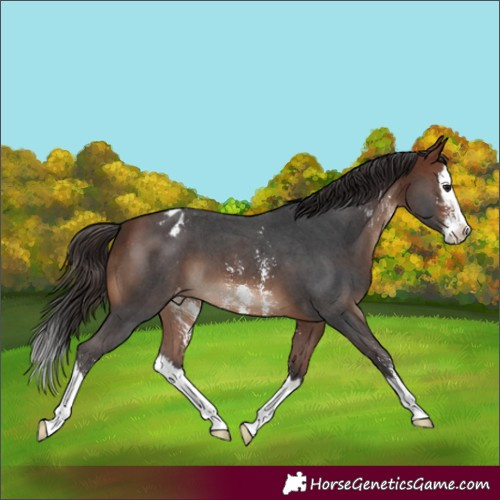 Horse Color:Bay Sabino Splash Appaloosa 