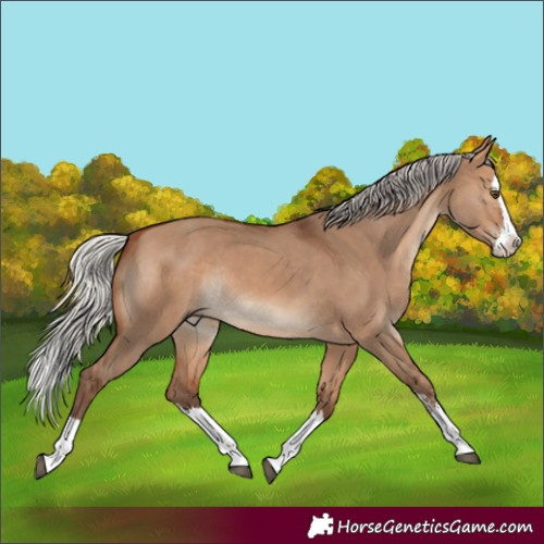 Horse Color:Silver Brown Dun Sabino Splash Rabicano 