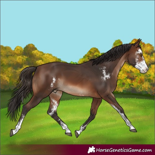 Horse Color:Brown Sabino Splash Rabicano 