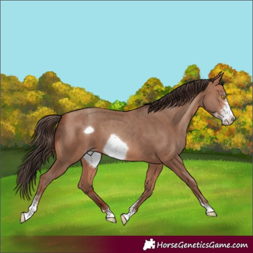 Horse Color:Amber Champagne Sabino Frame 