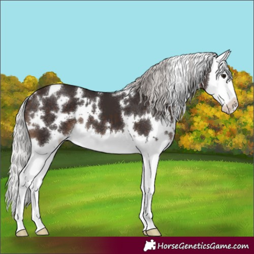 Horse Color:White Spotted Silver Brown Splash
