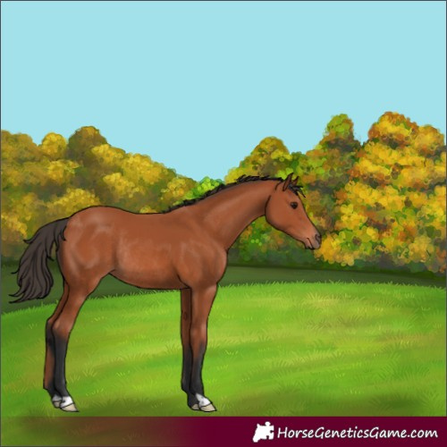 Horse Color:Bay Rabicano