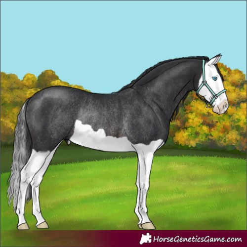 Horse Color:Brown Splash Rabicano 