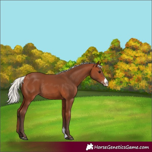 Horse Color:Silver Bay Sabino Rabicano