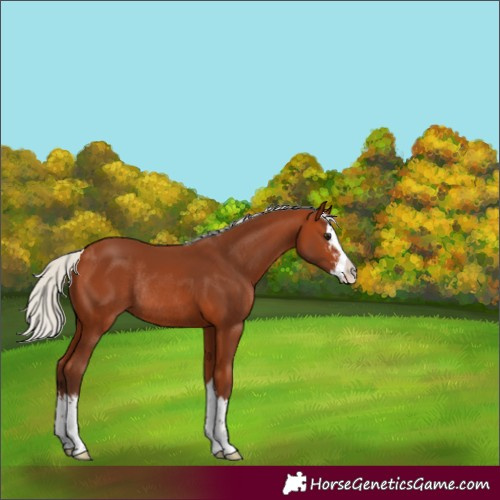 Horse Color:Silver Bay Sabino Splash Rabicano 