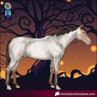 Horse Color:Amber Champagne Roan 