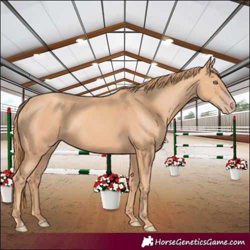 Horse Color:Gold Champagne