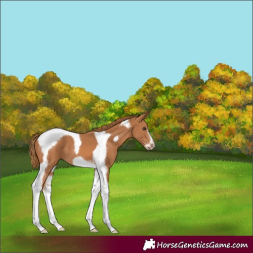 Horse Color:Chestnut Tobiano Frame 