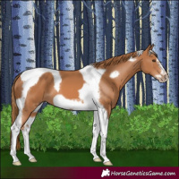 Horse Color:Chestnut Tobiano Frame 