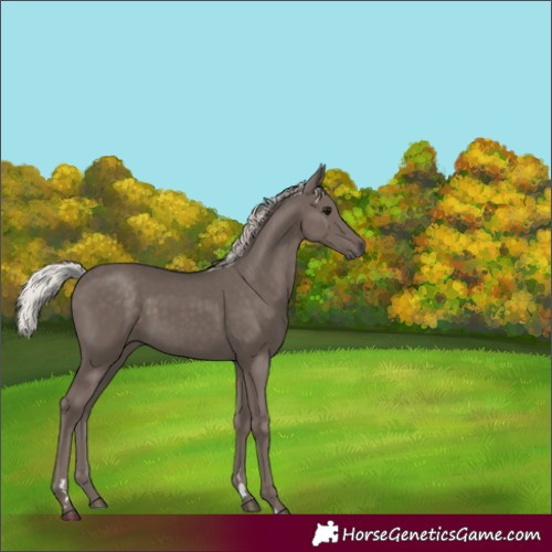 Horse Color:Silver Black 