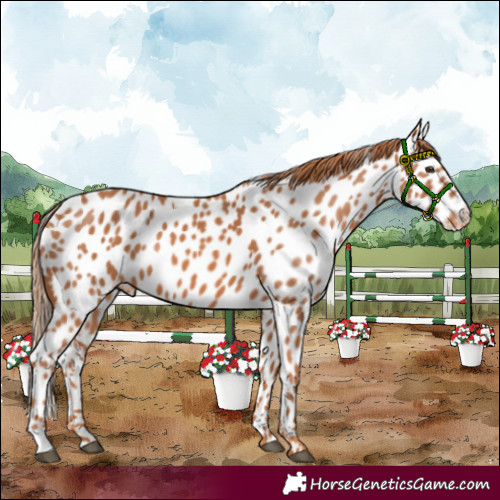 Horse Color:Chestnut Appaloosa 