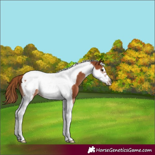 Horse Color:Chestnut Tobiano Frame 