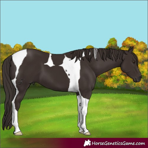 Horse Color:Liver Chestnut Tobiano