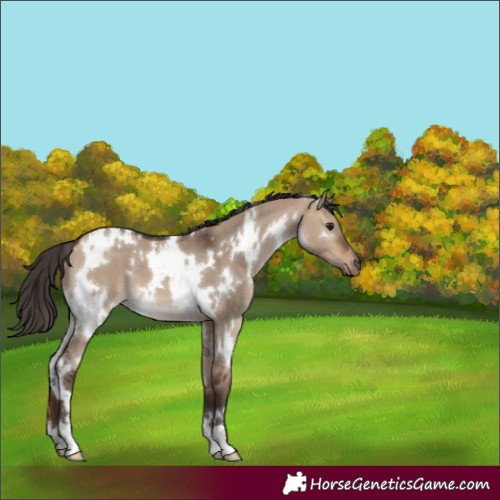 Horse Color:White Spotted Bay Dun 