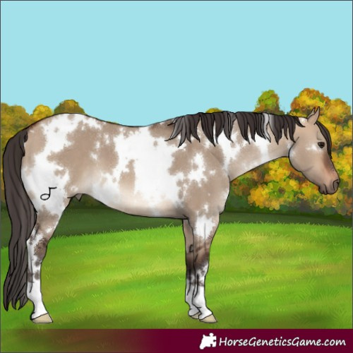 Horse Color:White Spotted Bay Dun 