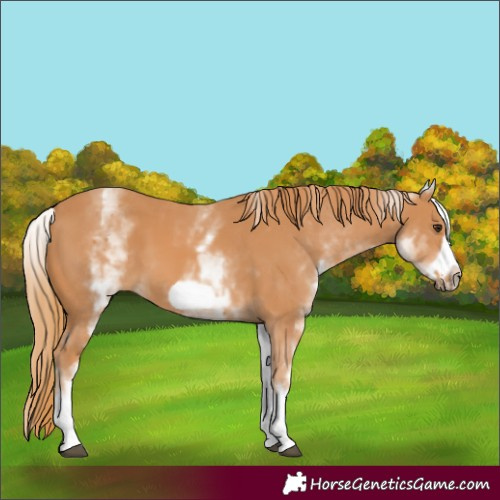 Horse Color:Unknown 