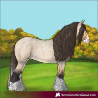 Horse Color:Buckskin Roan Dun Splash