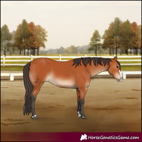 Horse Color:Bay Splash 