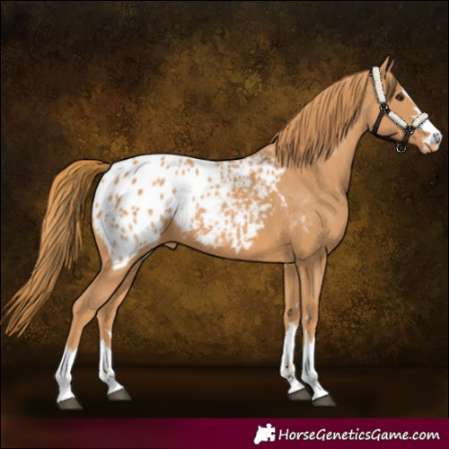 Horse Color:Chestnut Appaloosa 